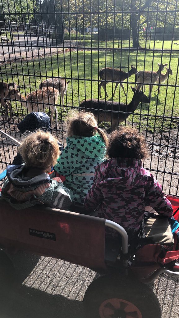 Dierendag vieren met de dieren van Boederij 't Akkertje