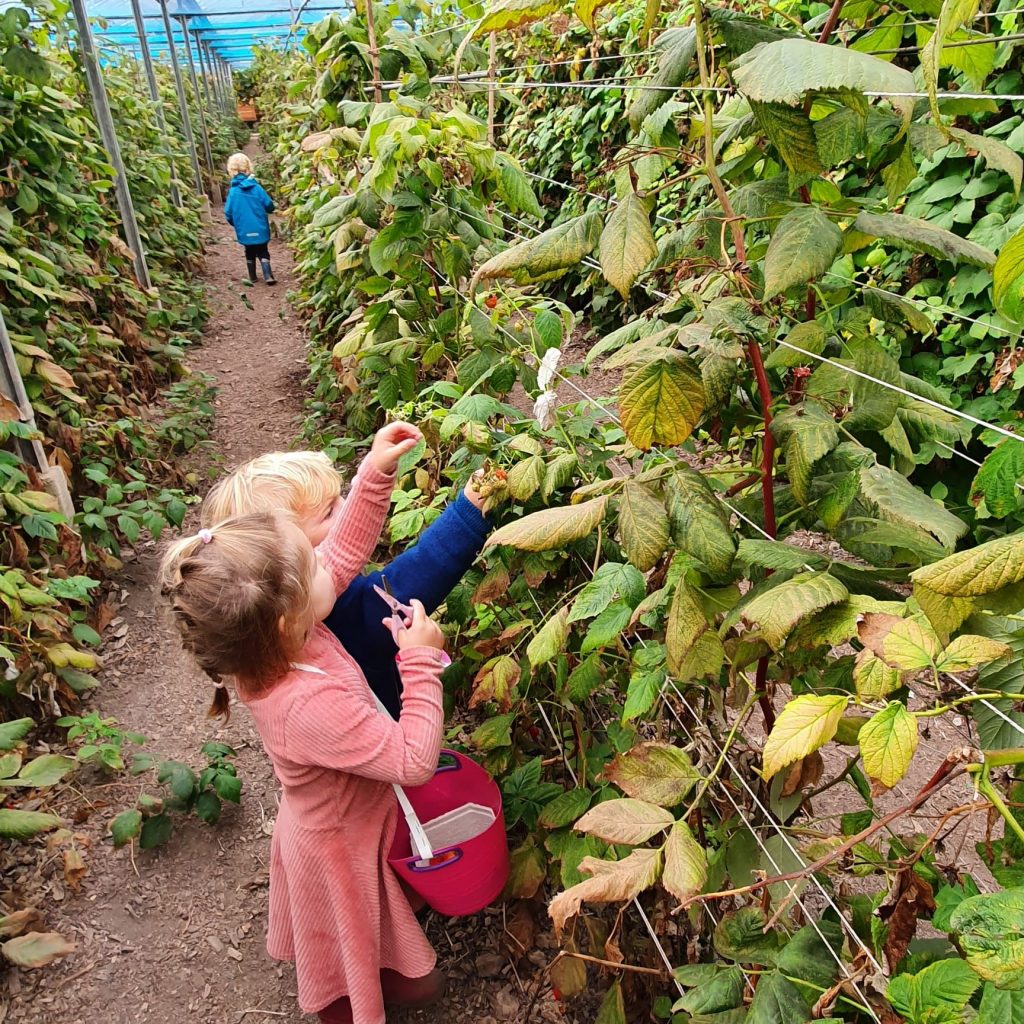 Heerlijk fruit plukken bij Framblij