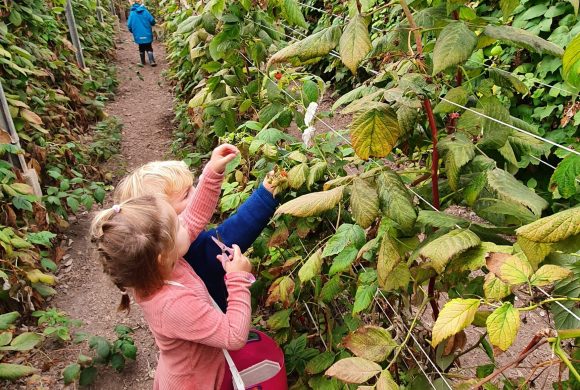 Plukkerij Framblij Plukkerij Framblij